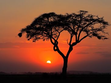 НОВА ГОДИНА 2026 В РУАНДА / ДЖИП САФАРИ СРЕД ШИМПАНЗЕТА И ГОРИЛИ - УНИКАЛНО ПРЕЖИВЯВАНЕ / ПРОГРАМА 6 НОЩУВКИ, 7 ДНИ / 27.12.2025 - 02.01.2026